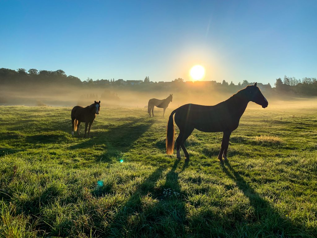 Pferd meditierend