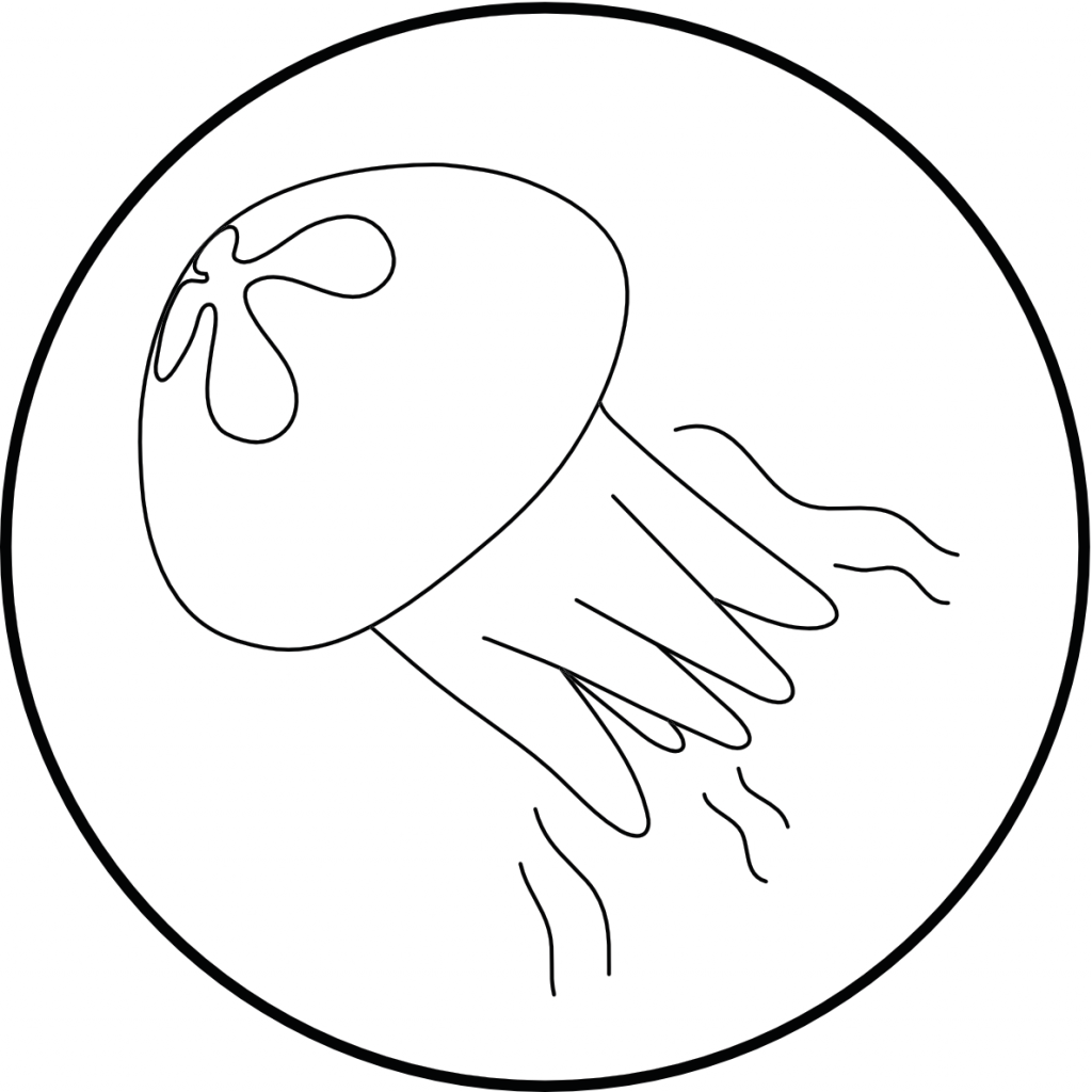 Pulsierende Qualle